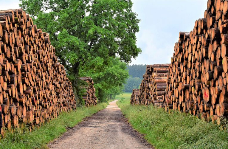 Drewno KVH vs. tradycyjne drewno konstrukcyjne – porównanie właściwości technicznych